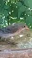 Juvenile rosy starling