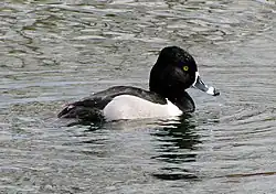 Ring-necked duck