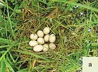 Eggs