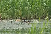 Breeding pair in Wuhan, Hubei, China