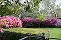 Azaleas at Houston's River Oaks Garden Club.  The Club sponsors Houston's renowned "Azalea Trail"