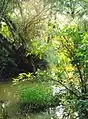 "Hídi" vagy Béry mill, the former millpond from the east, Andráshida, 2005