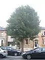 A 'Viminalis'-like elm in Hove