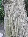 'Scampstoniensis' bark, above the graft line