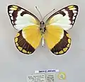 Photograph of a pinned butterfly with notes below