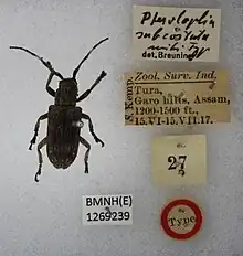 A museum specimen of Pterolophia subcostata beside a hand written note of its taxonomy and a typed zoological survey index.