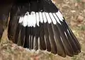 Buff-sided robin: detail of the wing, eastern Northern Territory