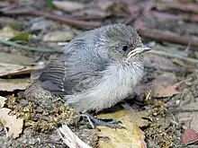 A juvenile blue-gray gnatcatcher in San Bruno