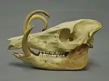 Tusked suine skull