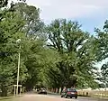 'Canadian Elm' / 'Canadian Giant' (right), 'Vegeta' (left), Avenue of Honour, Bacchus Marsh, Victoria (2008)