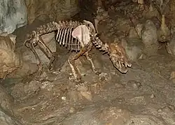 Bear skeleton