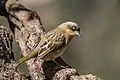 P. b. baglfecht, Ethiopiamale in non-breeding plumage