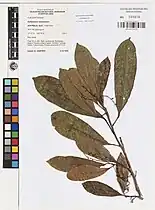 Herbarium sheet