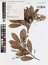 Herbarium sheet