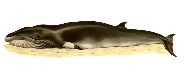 Balaenoptera acutorostrata