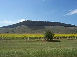 Sunflower plantation in Argentina. The country is the world's third largest producer of sunflower seed.