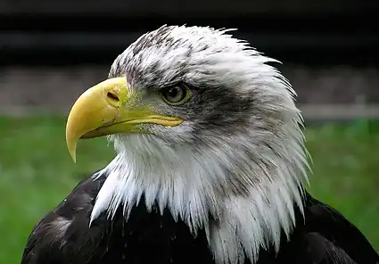 Image 19Bald eagle at Bird of preyMore selected pictures