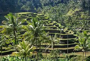 Image 53Example of Rice Terraces in Indonesia (from History of Indonesia)