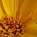 Balsamorhiza sagittata insect predation