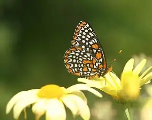 Baltimore checkerspot butterfly