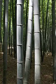 Bamboo tree