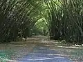 The "Bamboo Cathedral" on the road to the Tracking Station in Chaguaramas