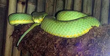 Bamboo viper