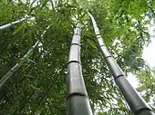 Giant bamboo