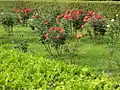 Roses in bloom in the park's rose garden