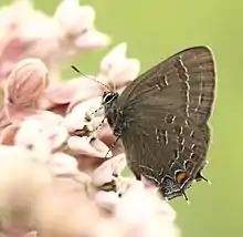 Satyrium calanus