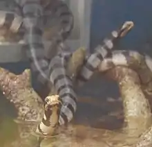 A Banded sea kraits at the green connection aquarium kk sabah.