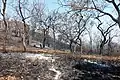 Burnt Region of Bandipur Forest in February 2019