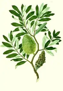 Banksia integrifolia