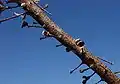 A straight length of brown branch, spotted with white dots, with numerous short twigs sticking out. Some of the twigs terminate in a flat pad, others in an open follicle.