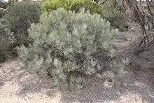 low shrub about 1.5 metres high in low shrubland with fine leaved foliage