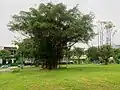 A banyan tree at the site of the former cemetery.