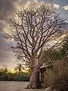 Branching pattern of a baobab tree