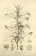 "botanical illustration"