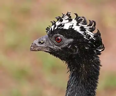 Image 14Bare-faced curassowPhotograph: Charles J. SharpA portrait of a female bare-faced curassow (Crax fasciolata), taken at the Pantanal in Brazil. This species of bird in the family Cracidae is found in eastern-central and southern Brazil, Paraguay, eastern Bolivia, and extreme northeast Argentina. Its natural habitats are tropical and subtropical dry and moist broadleaf forests.More selected pictures