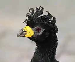 Head of malePantanal, Brazil