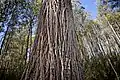 Eucalypt bark