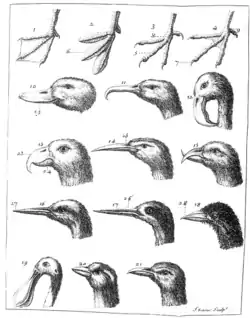 Plate from Ornithologiae Specimen Novum