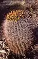 Fishhook barrel cactus with fruit