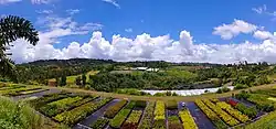 Agricultural landscape in Quebradillas