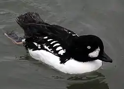 Barrow's goldeneye