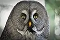 Great grey owl