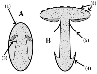 A simplified diagram of an agaric-type basidioma in (A) the early development stage, and (B) after the body is fully expanded.  (1) is the universal veil, the outer layer protecting the developing basidioma; (2) is the partial veil, which covers the gills; (3) are cap scales, remnants of the universal veil; (4) is the volva, another remnant of the universal veil, but at the base of the basidioma; (5) is the annulus, a ring-like mark on the stipe that is a remnant of the partial veil, and whose overhanging tissue may become a cortina in some mushrooms.