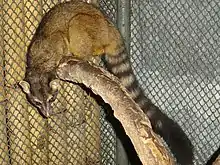 Brown procyonid with black-striped tail on a branch