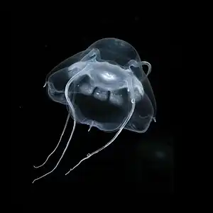 Gelatinous zooplankton like this narcomedusan can be key predators in deep pelagic food webs