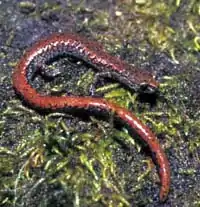 Oregon slender salamander